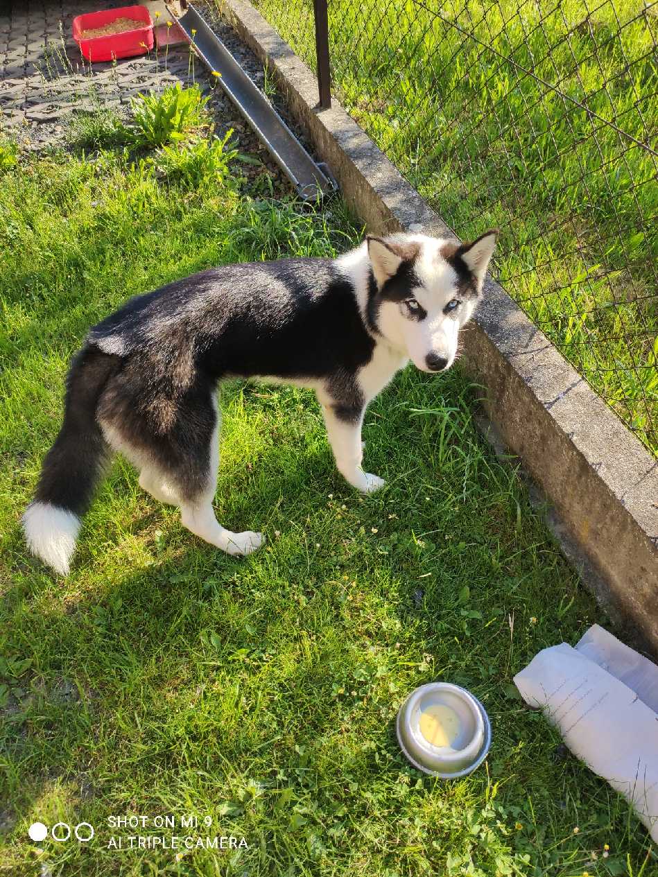 husky image husky Aktuality